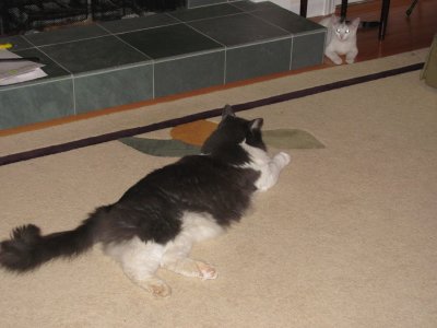 Gradually we allowed them to interact.  072810_0001.jpg