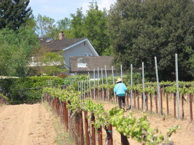 vineyard_and_wine