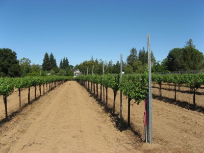 May -- traing the vines to grow upward  051808_0003.JPG