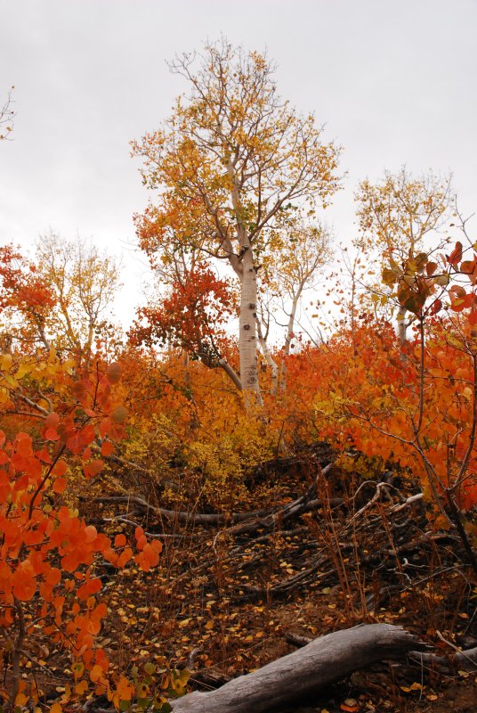 Fall Colors