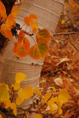 Fall Colors of the Aspen