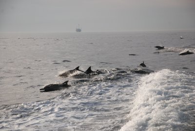 Dolphins having fun
