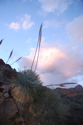 Arizona Vegetation