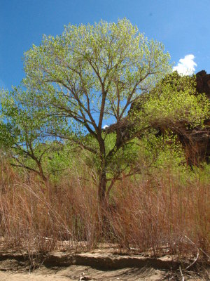 Desolation Canyon