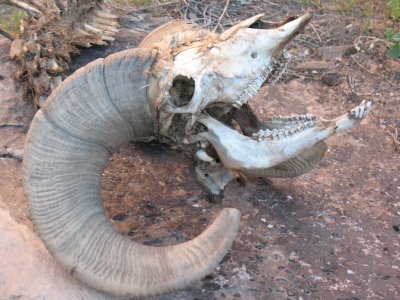 Big Horn Sheep Skull