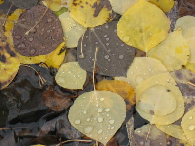 Fall Laves with Water Droplets