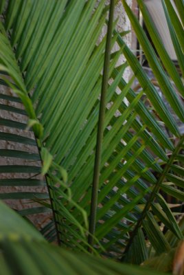 Palm Frawn