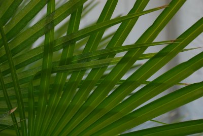 Interwined Palm Fronds