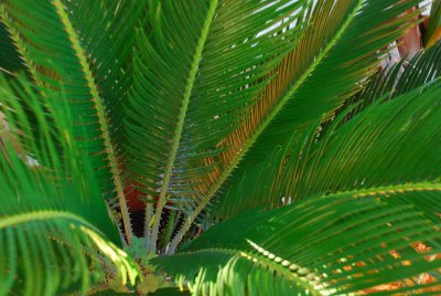 palm_trees_