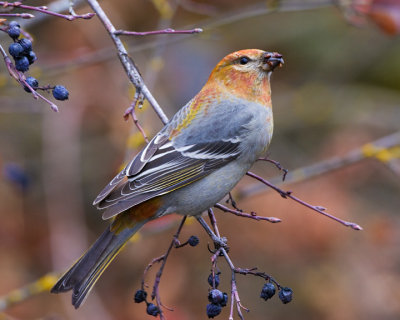 Pine Grosbeak