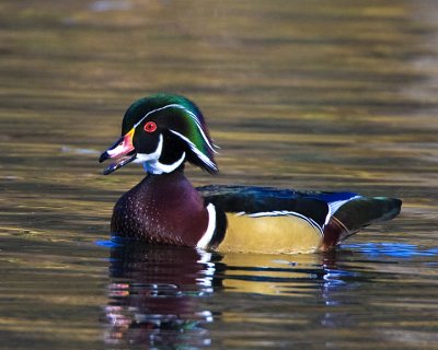 Wood Duck