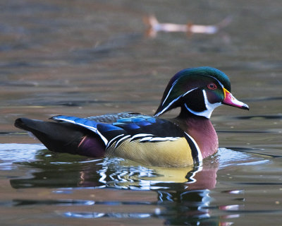 Wood Duck