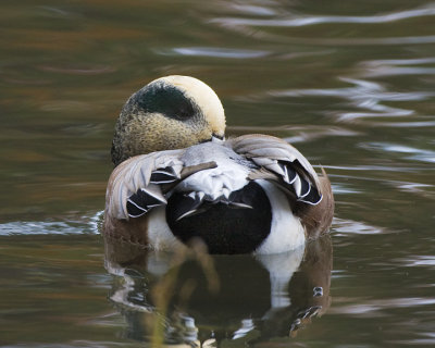 American Wigeon