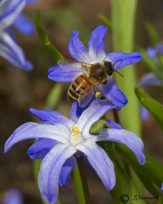 Honeybee on Chionodoxa