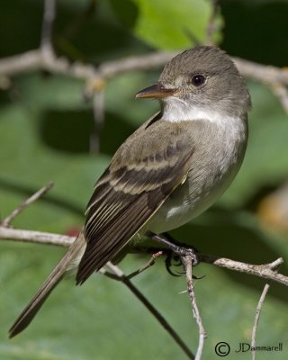 Willow Flycatcher