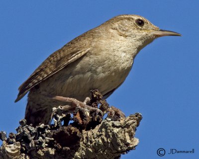 House Wren
