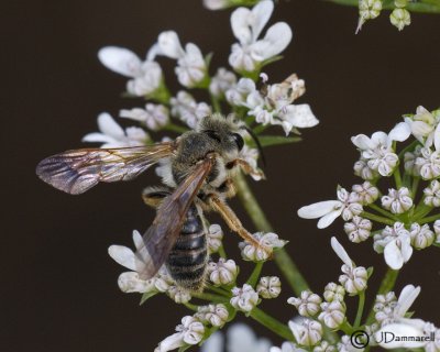 Andrena Native Bee