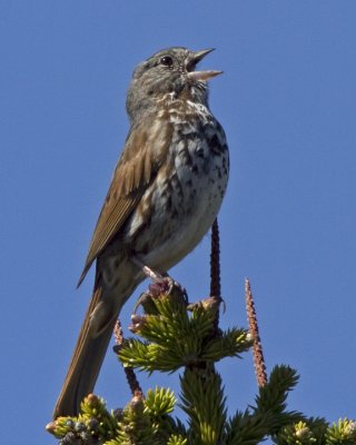 Fox Sparrow