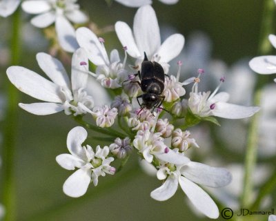 Flower Beetle on Cilantro