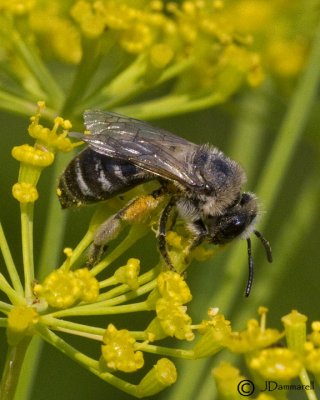 Bee on Dill