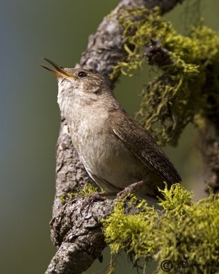 House Wren