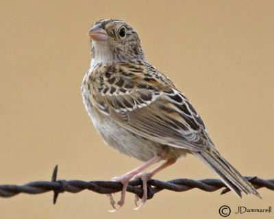 Grasshopper Sparrow