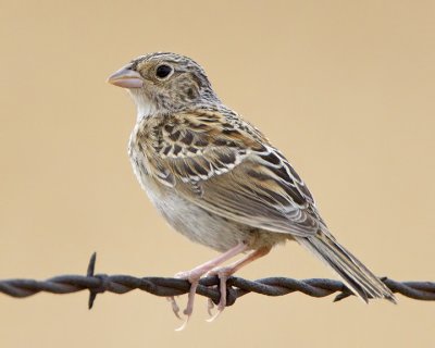 Grasshopper Sparrow