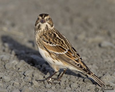 Lapland Longspur