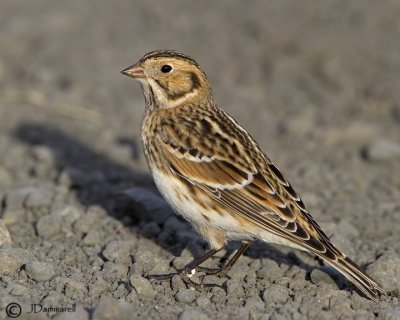 Lapland Longspur