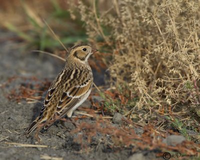 Lapland Longspur