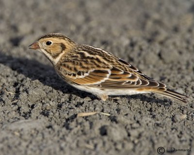 Lapland Longspur