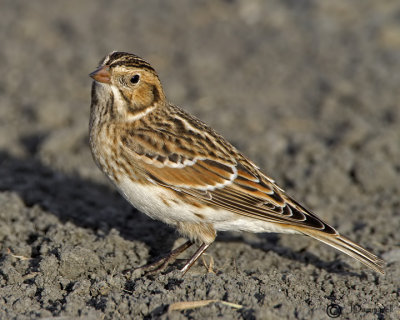 Lapland Longspur