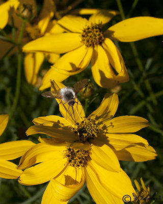 Bombylius bee fly