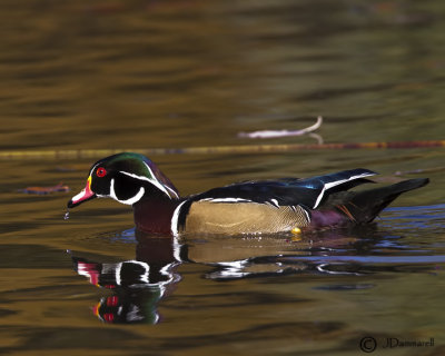 Wood Duck