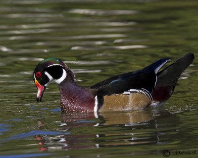 Wood Duck