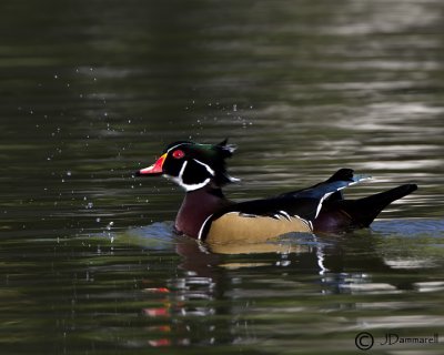 Wood Duck