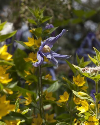 Clematis blossom and Lysimachia p.