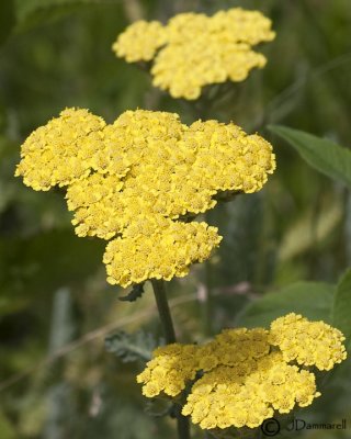 Yarrow (Achillea)