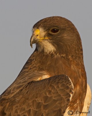 Swainson's Hawk