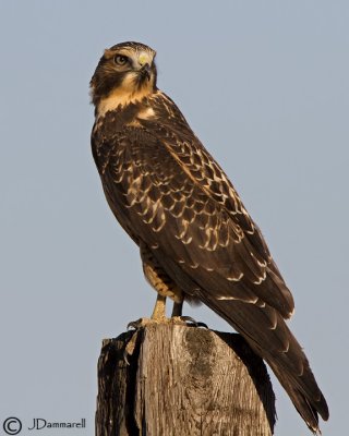 Swainson's Hawk