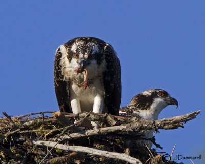 Osprey