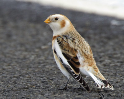 Snow Bunting