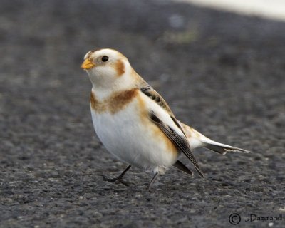 Snow Bunting