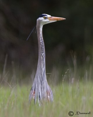 Great Blue Heron