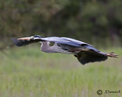 Great Blue Heron