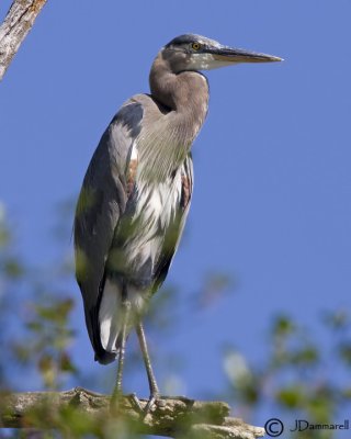 Great Blue Heron