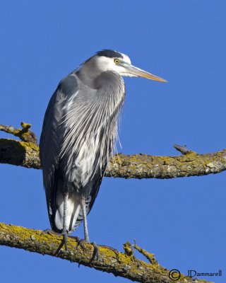 Great Blue Heron