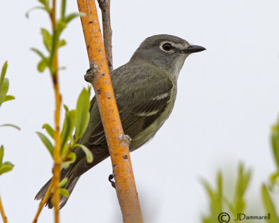 Cassin's Vireo