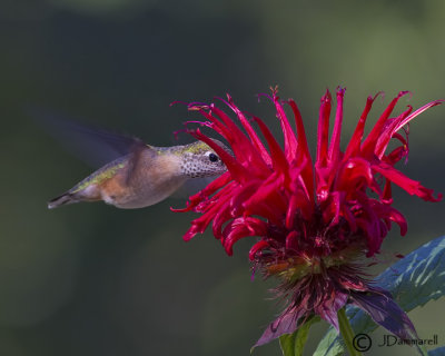 Calliope Hummingbird