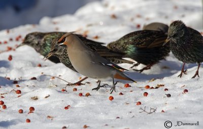 B. Waxwing and E. Starling